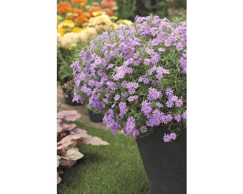 Blåkudde i kruka i trädgården.