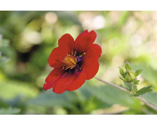 Blomma av blodrotväxt