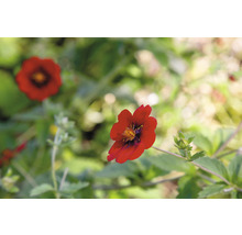 Blomma av blodrotväxt i detalj