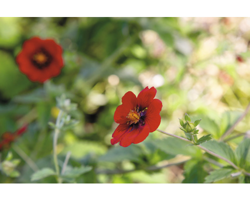 Blomma av blodrotväxt i detalj