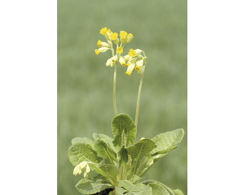 Blommande gullviva med gula blommor