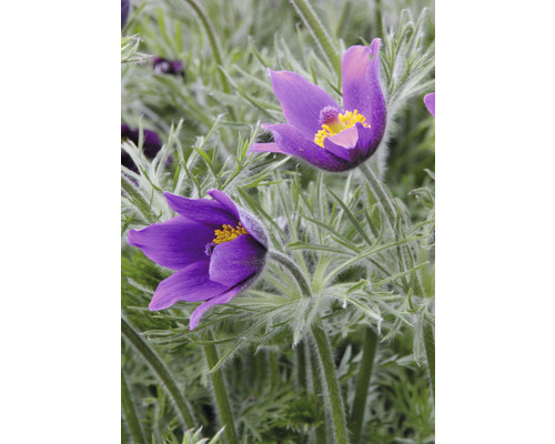 Närbild av två lila backsippor i trädgården.