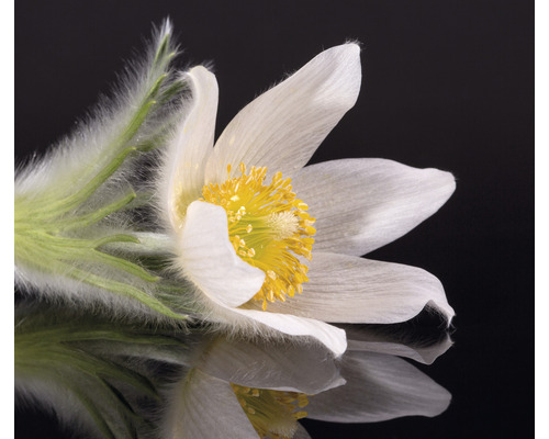 Närbild av en backsippa med vita kronblad och gul mitt