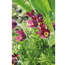 Närbild av Pulsatilla-blommor i trädgården.