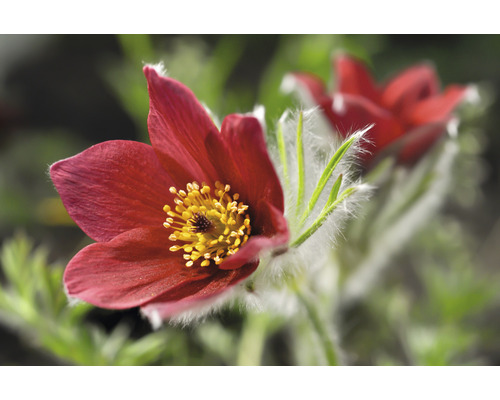 Närbild av en röd backsippa med gula ståndare