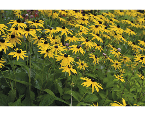 Fält med Rudbeckia blommor i trädgården.