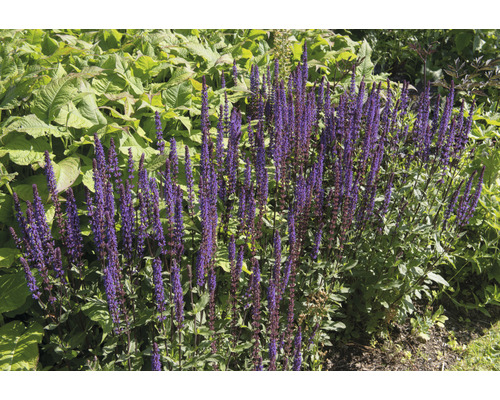 Skogssalvia OMNIA GARDEN Salvia sylvestris (nemorosa) 'Mainacht' 15-pack Blommande salvaplantor i trädgården