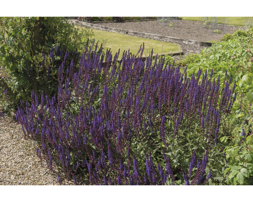 Violetta salviaplantor i en trädgårdsrabatt