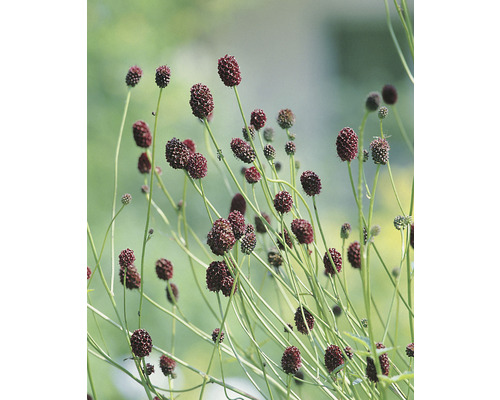 Blodtoppsväxt med mörkröda blomhuvuden