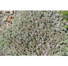 Gråtimjan OMNIA GARDEN Thymus pseudolanuginosus 6-pack