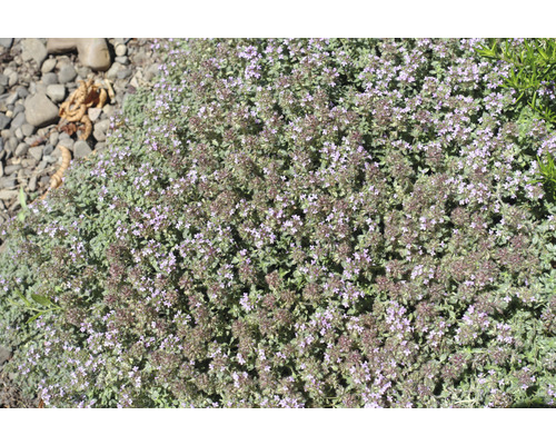 Krypthimjan med små blommor