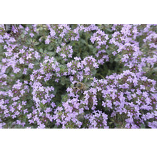 Gråtimjan OMNIA GARDEN Thymus pseudolanuginosus 6-pack