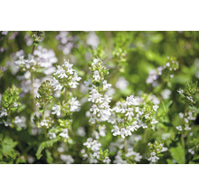 Närbild av blommande timjan