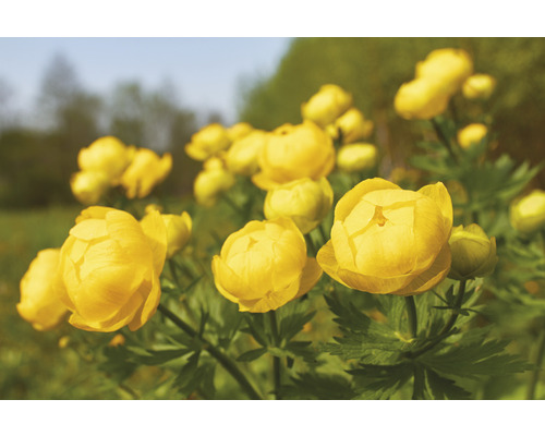 Blommande smörboll i trädgården