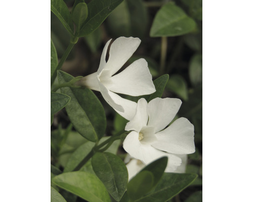 Vintergröna växt med vita blommor och gröna blad.