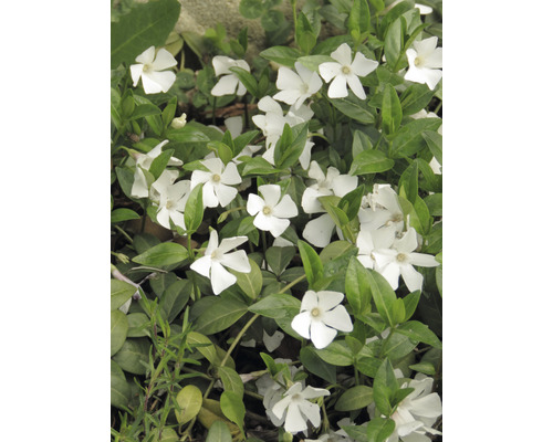 Vintergröna med vita blommor och gröna blad