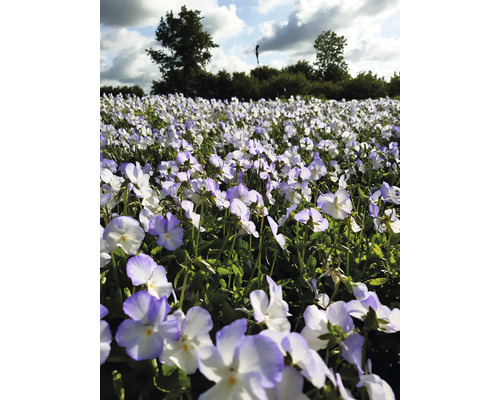 Fält med violablommor utomhus