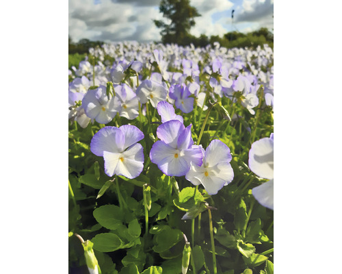 Närbild av ett fält med violablommor.