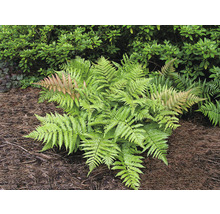 Blodbräken OMNIA GARDEN Dryopteris erythrosora 3-pack