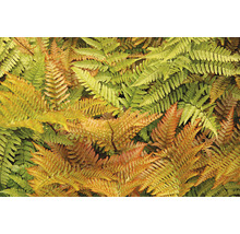 Blodbräken OMNIA GARDEN Dryopteris erythrosora 3-pack