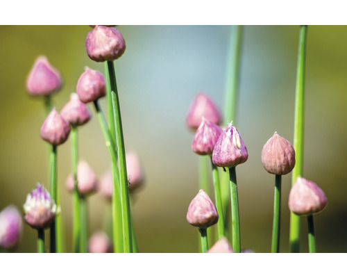 Gräslöksblommor med gröna stjälkar