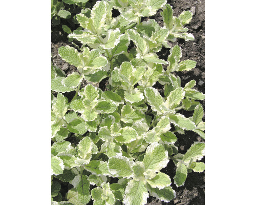 Brokbladig äppelmynta OMNIA GARDEN Mentha suaveolens 'Variegata' 15-pack Närbild av en ananasmint i en trädgårdsbädd.