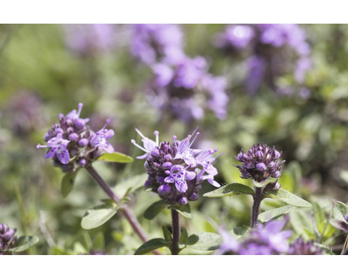 Närbild av blommande timjan