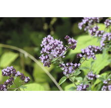 Blommande oregano i trädgården