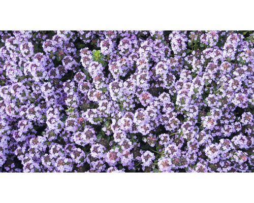 Närbild av krypthimjan med blommor