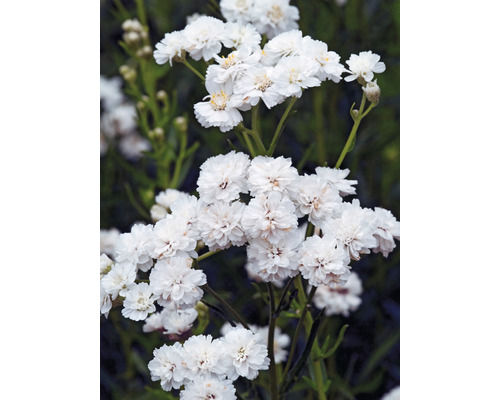 Närbild av rölleka med vita blommor