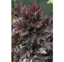 Blad av en purpurrosa skumblomma