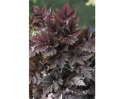 Blad av en purpurrosa skumblomma