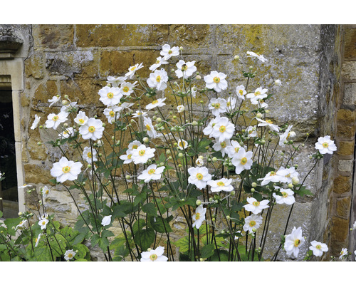 Grupp höstanemoner med vita blommor framför en stenmur