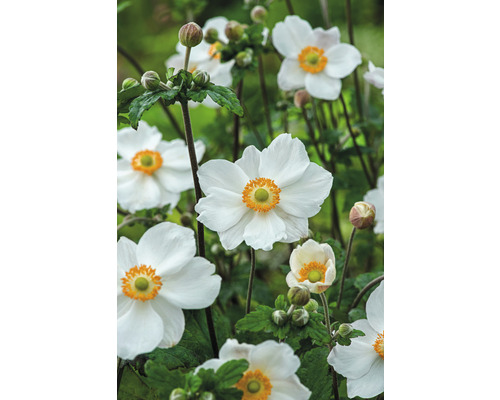 Grupp av höstanemoner med vita blommor