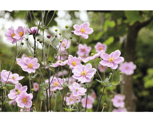 Närbild av rosa höstanemoner i trädgården.