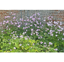 Japansk anemone framför en tegelvägg