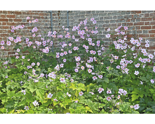 Japansk anemone framför en tegelvägg