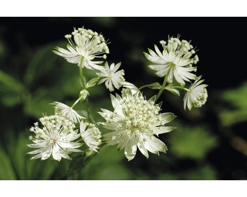 Närbild av en blomställning av stjärnflocka