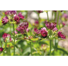 Blomma av stjärnflocka i detalj