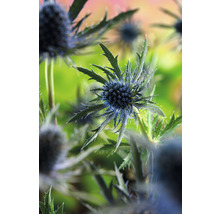Martorn OMNIA GARDEN Eryngium planum 15-pack