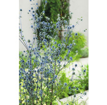 Martorn OMNIA GARDEN Eryngium planum 15-pack