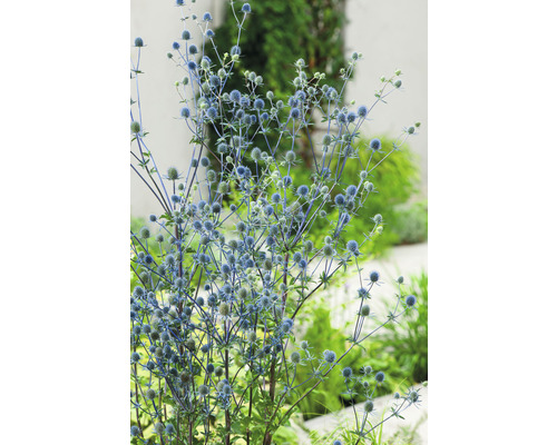 Blå martorn i trädgården.