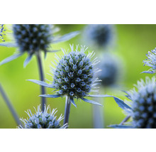 Martorn OMNIA GARDEN Eryngium planum 15-pack