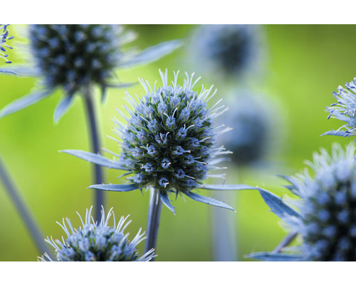 Närbild av en martornväxt i trädgården.