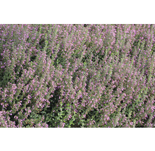Gamander OMNIA GARDEN Teucrium lucidrys 15-pack