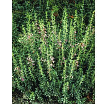 Gamander OMNIA GARDEN Teucrium lucidrys 15-pack