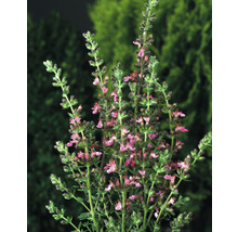 Gamander OMNIA GARDEN Teucrium lucidrys 15-pack