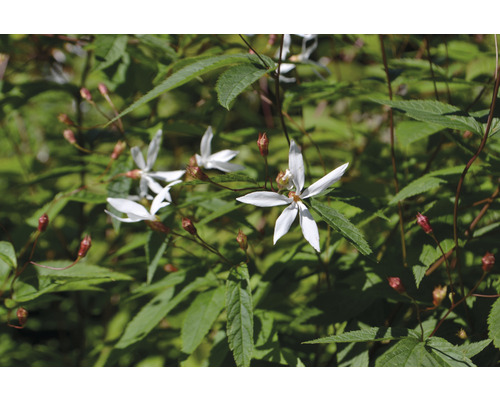 Blomställningar med fembladiga blommor och gröna blad