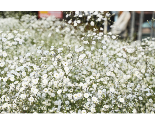 Närbild av brudslöjeblommor