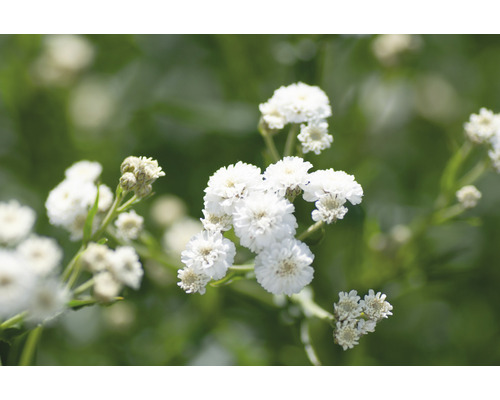 Närbild av rölleka med vita blommor